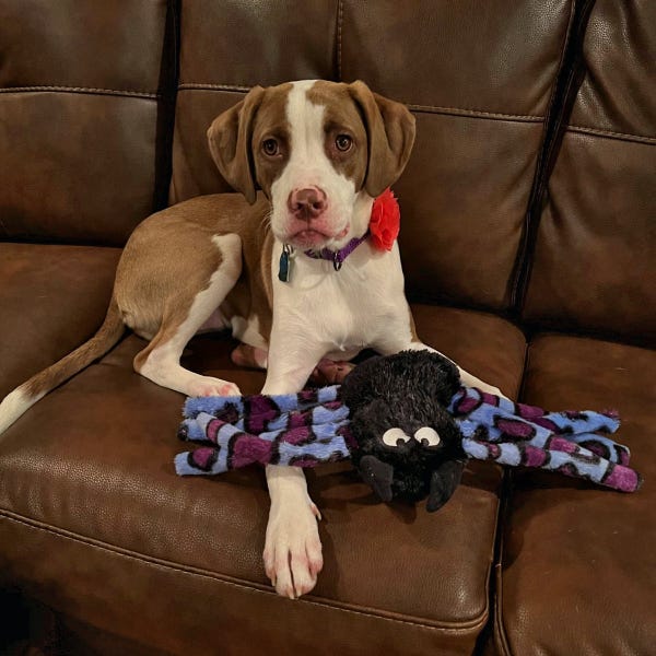 Zanies Silky Plush Spiders - Image 2