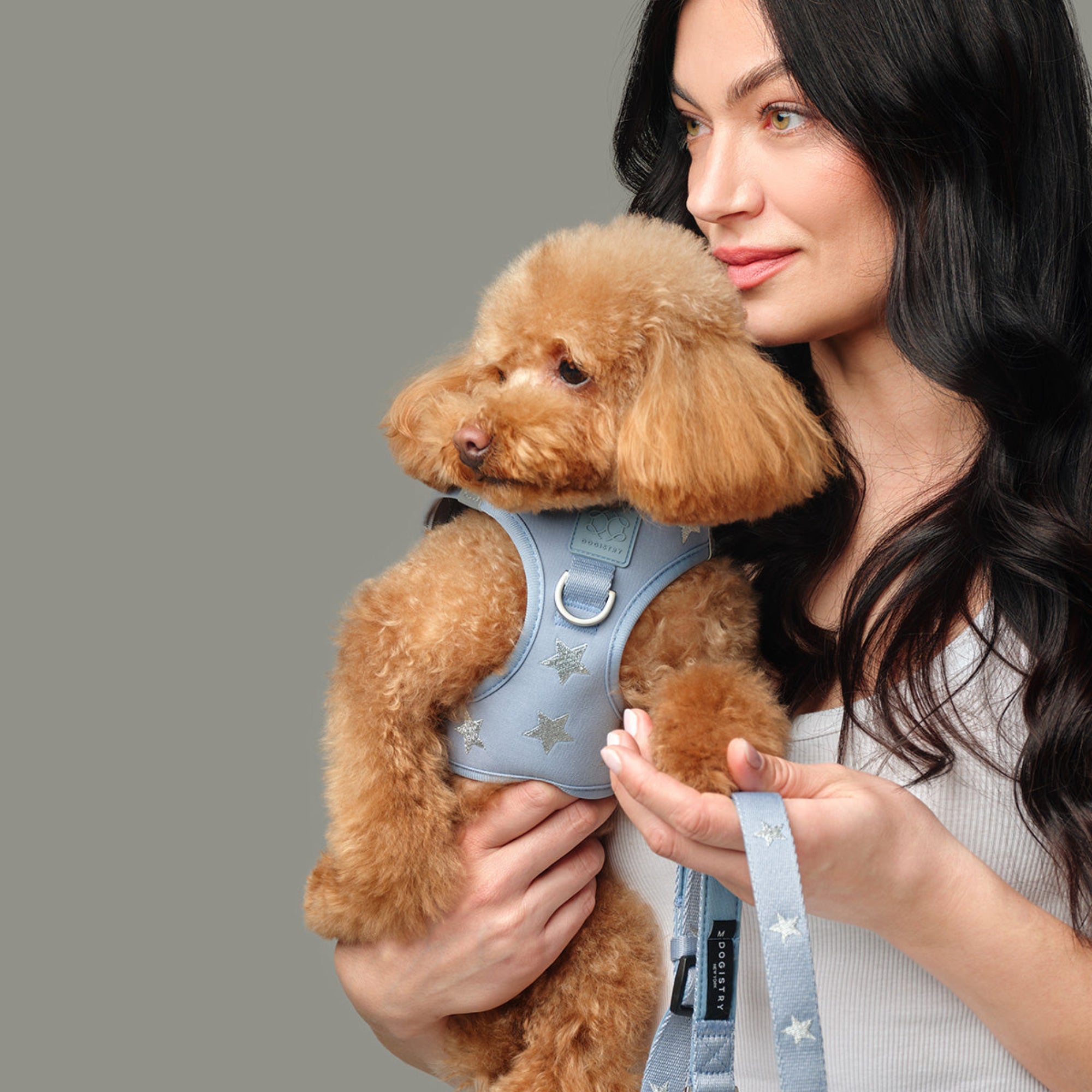 SoHo Dog Harness - Rockstar Hudson - Image 4