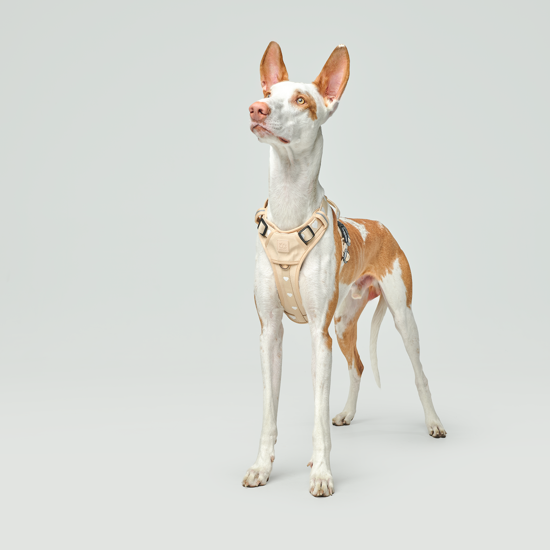 The NoMad Adjustable Luxe Harness - Icon - Image 2