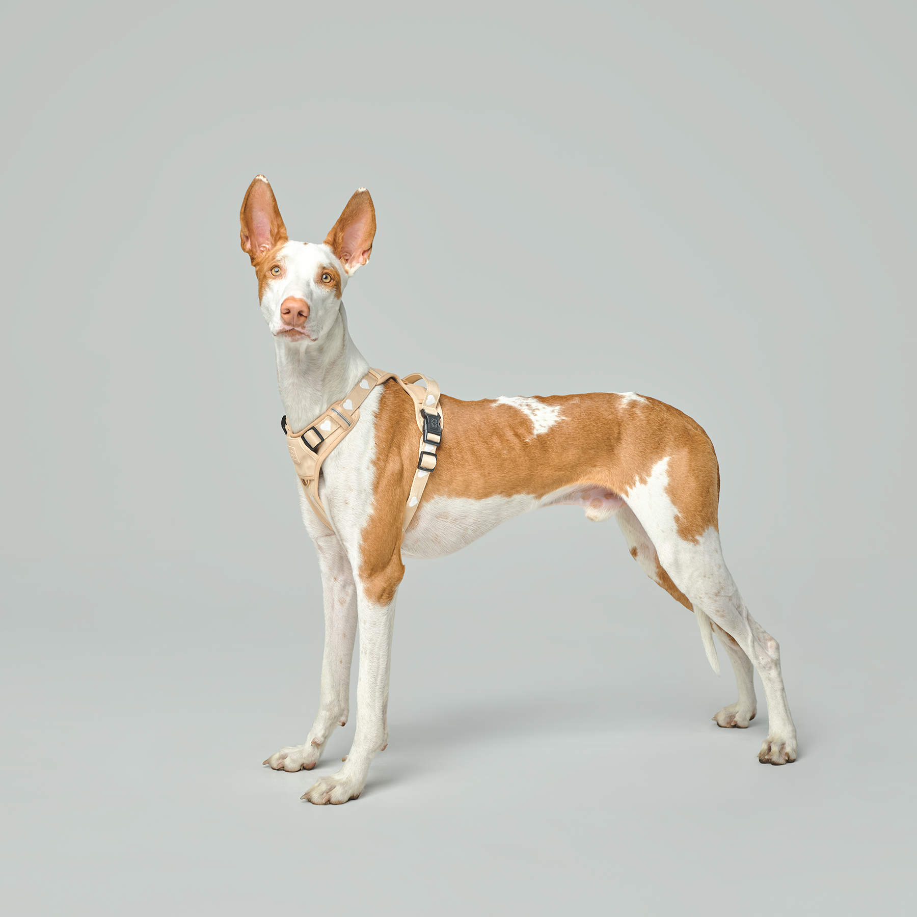 The NoMad Adjustable Luxe Harness - Icon - Image 4