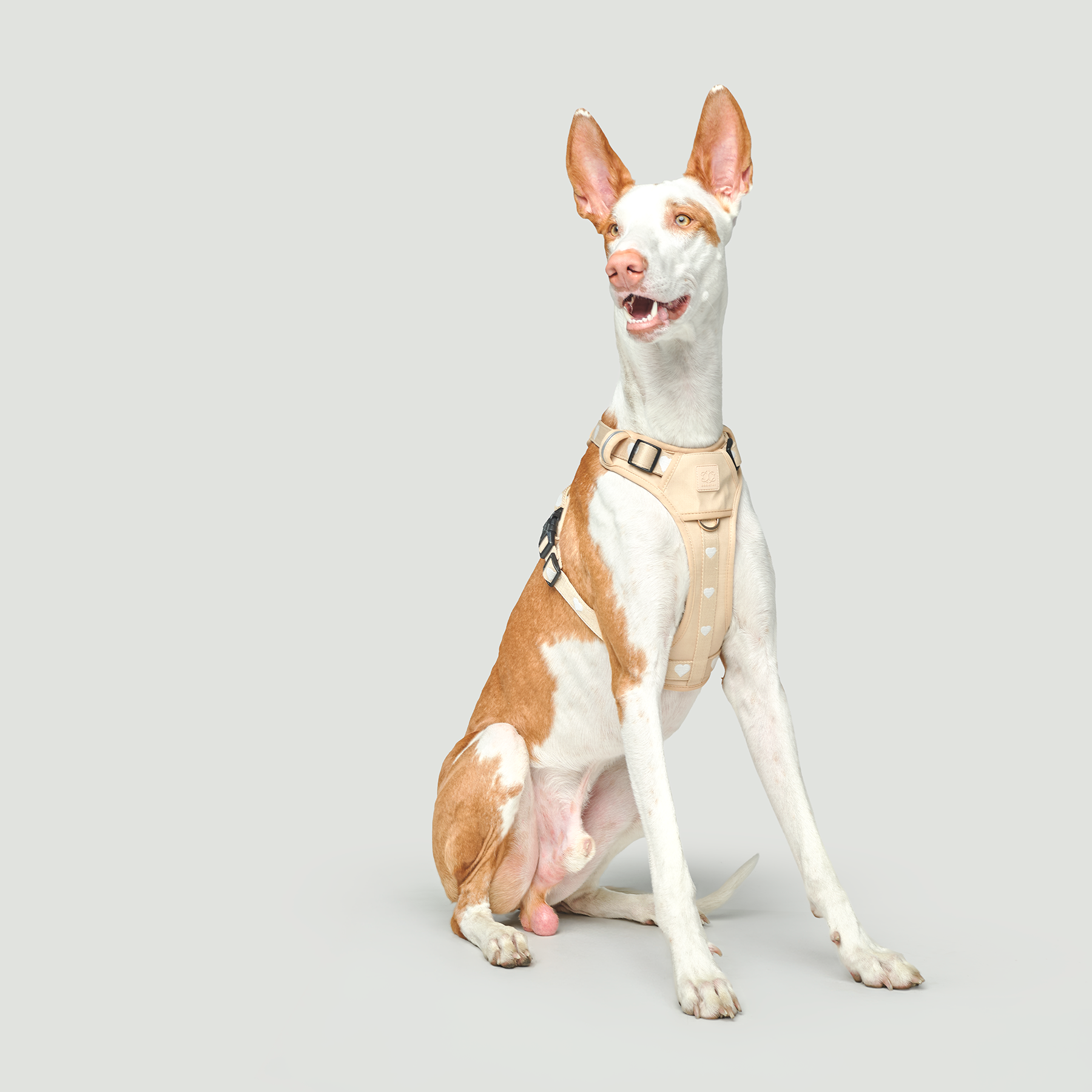 The NoMad Adjustable Luxe Harness - Icon - Image 5