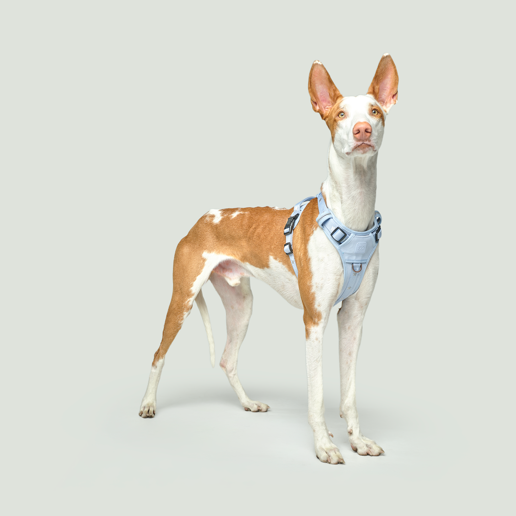 The NoMad Adjustable Luxe Harness - Rockstar Hudson - Image 2
