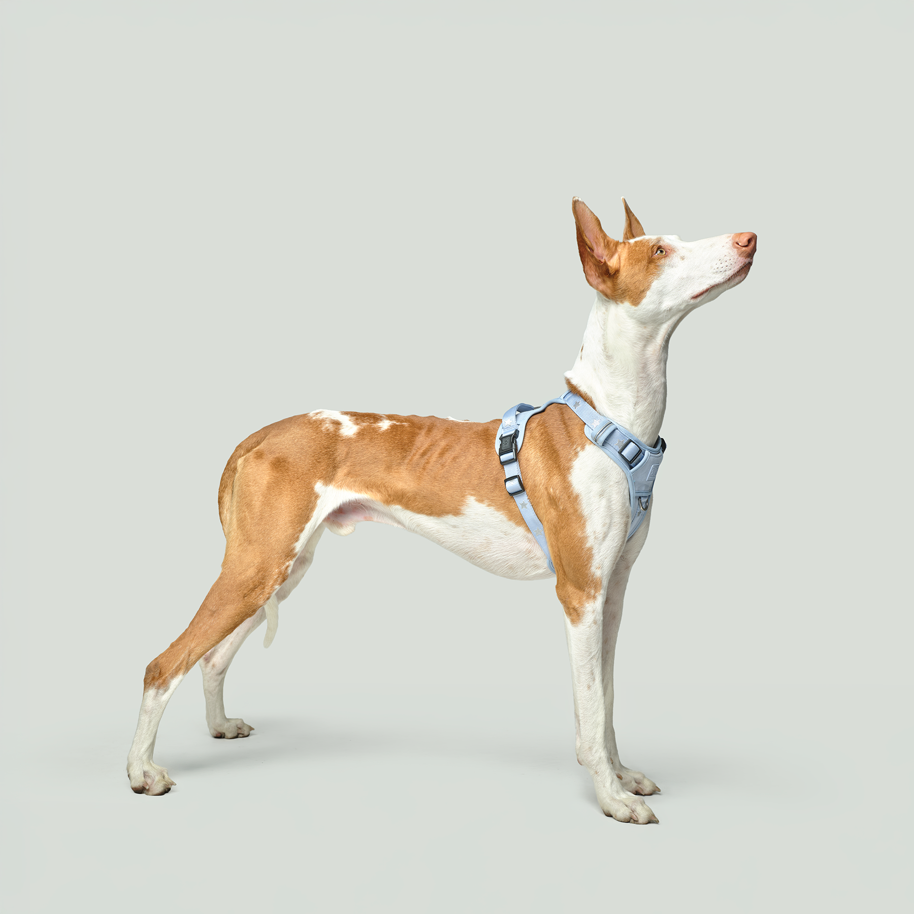 The NoMad Adjustable Luxe Harness - Rockstar Hudson - Image 6