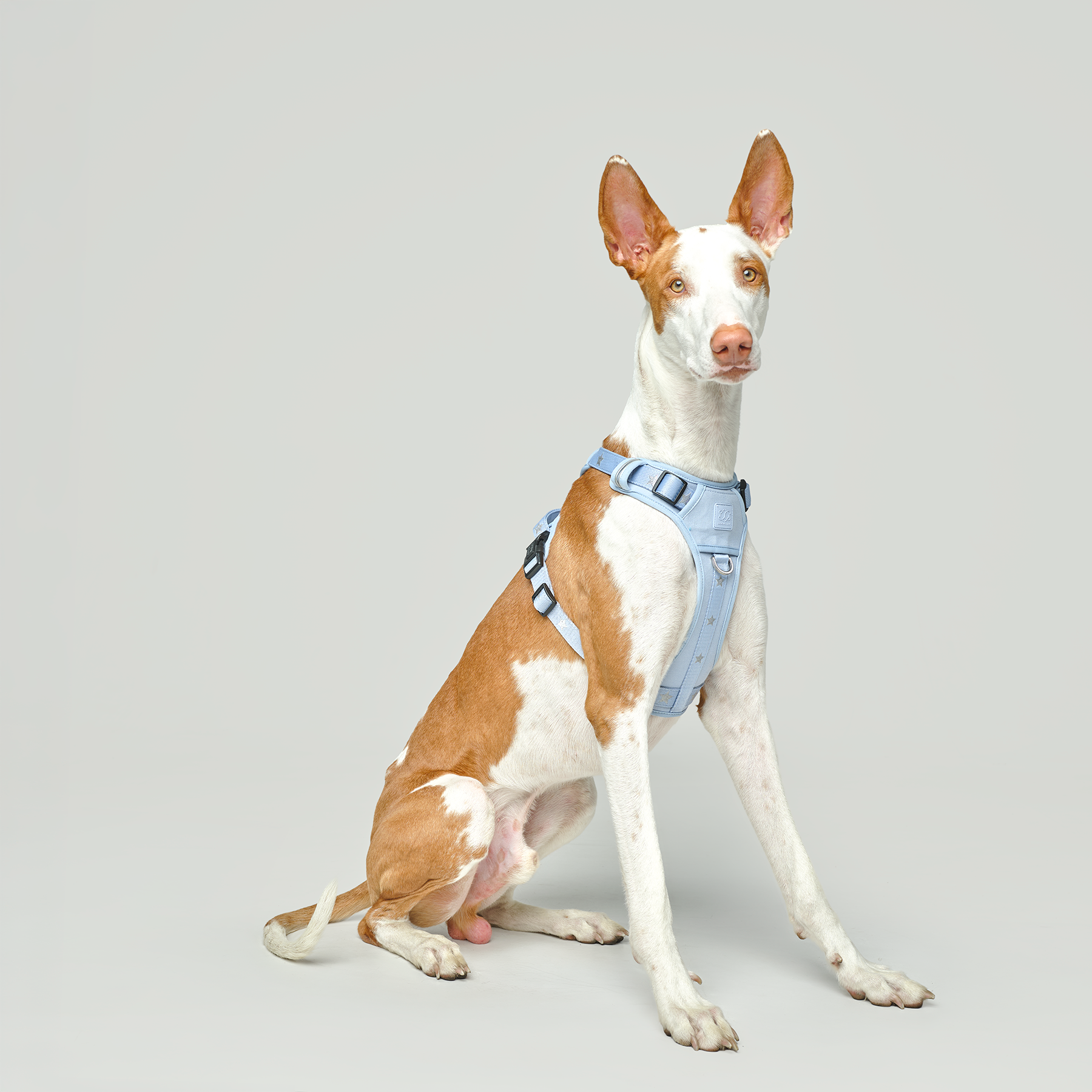 The NoMad Adjustable Luxe Harness - Rockstar Hudson - Image 5