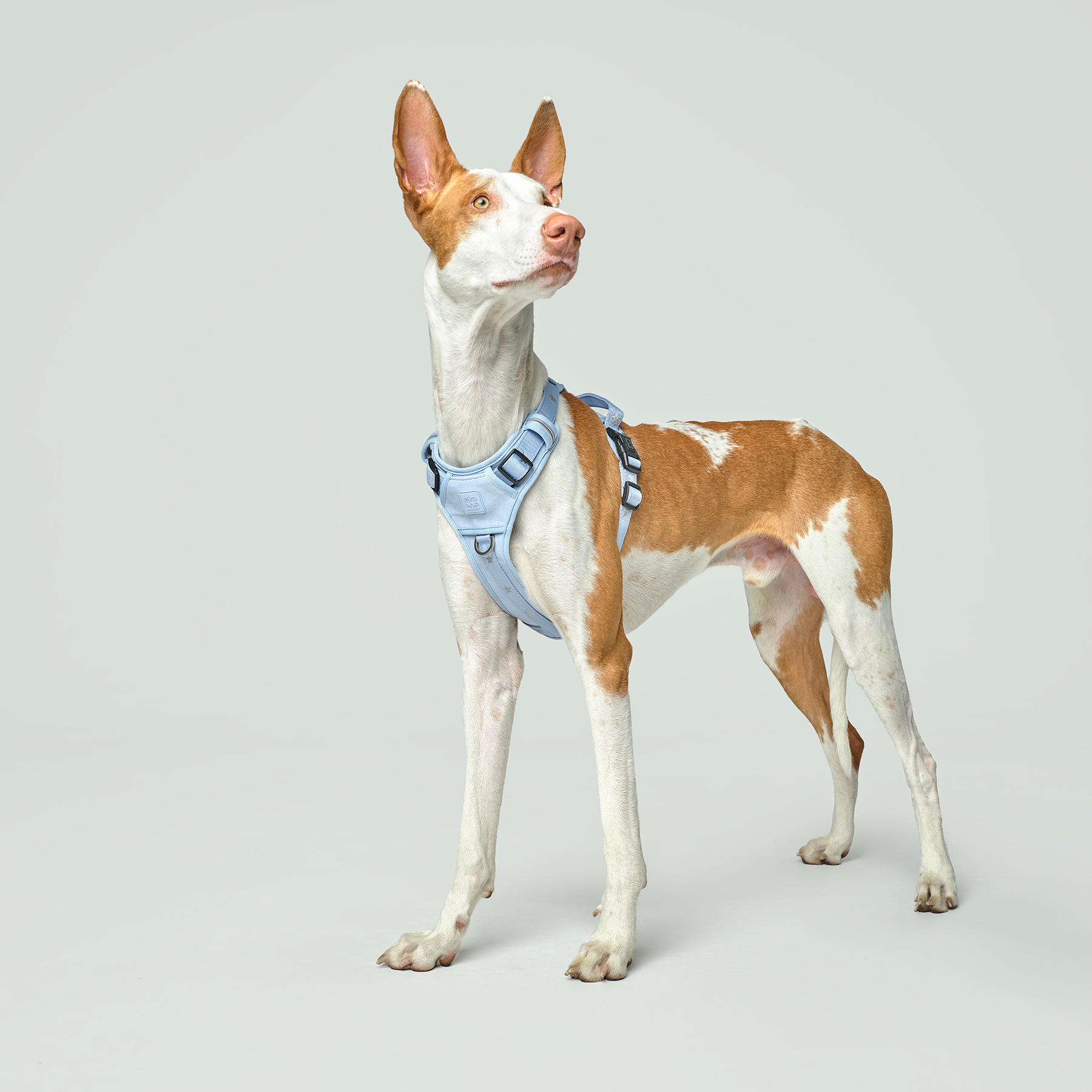 The NoMad Adjustable Luxe Harness - Rockstar Hudson - Image 4
