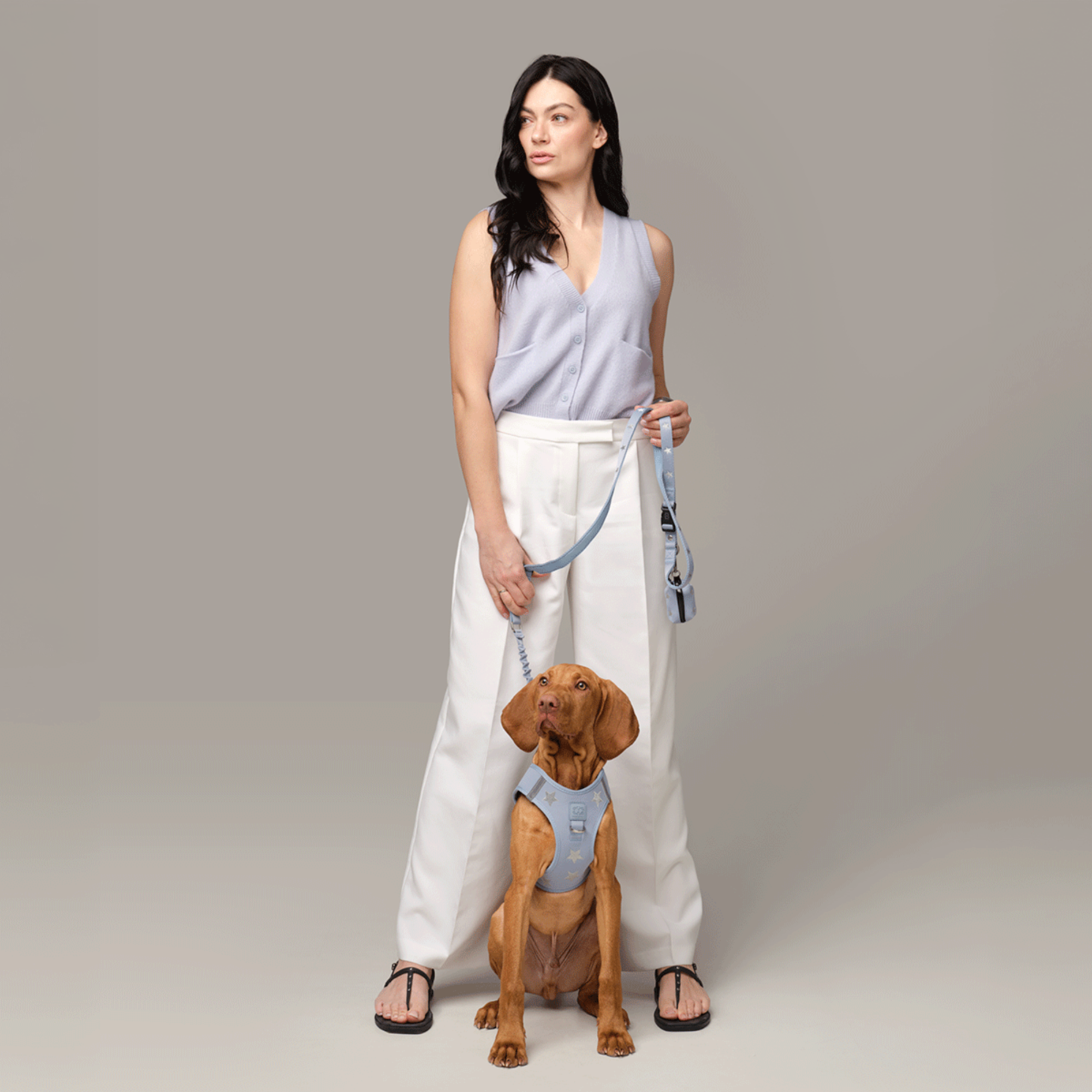 SoHo Dog Harness - Rockstar Hudson - Image 5