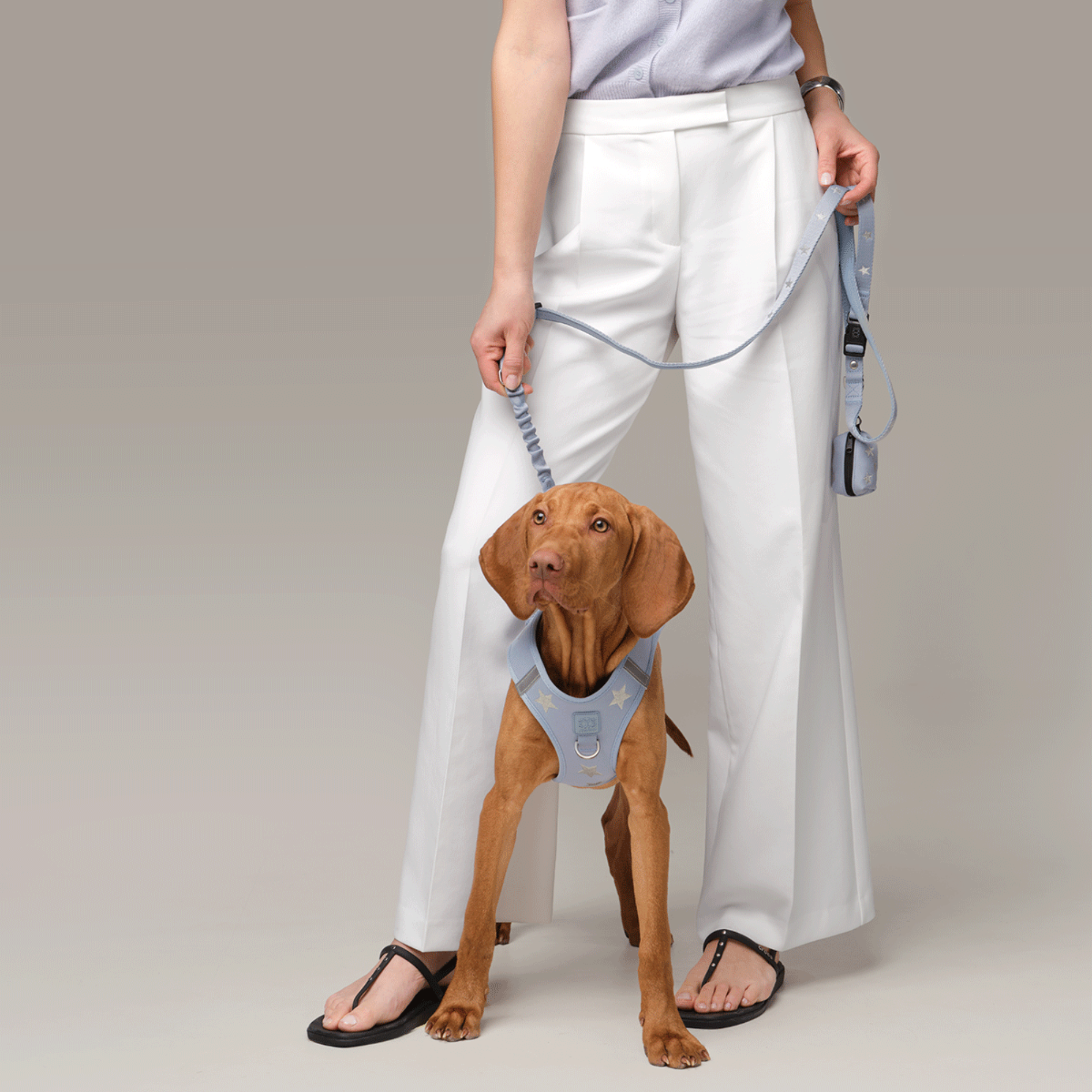 SoHo Dog Harness - Rockstar Hudson - Image 6