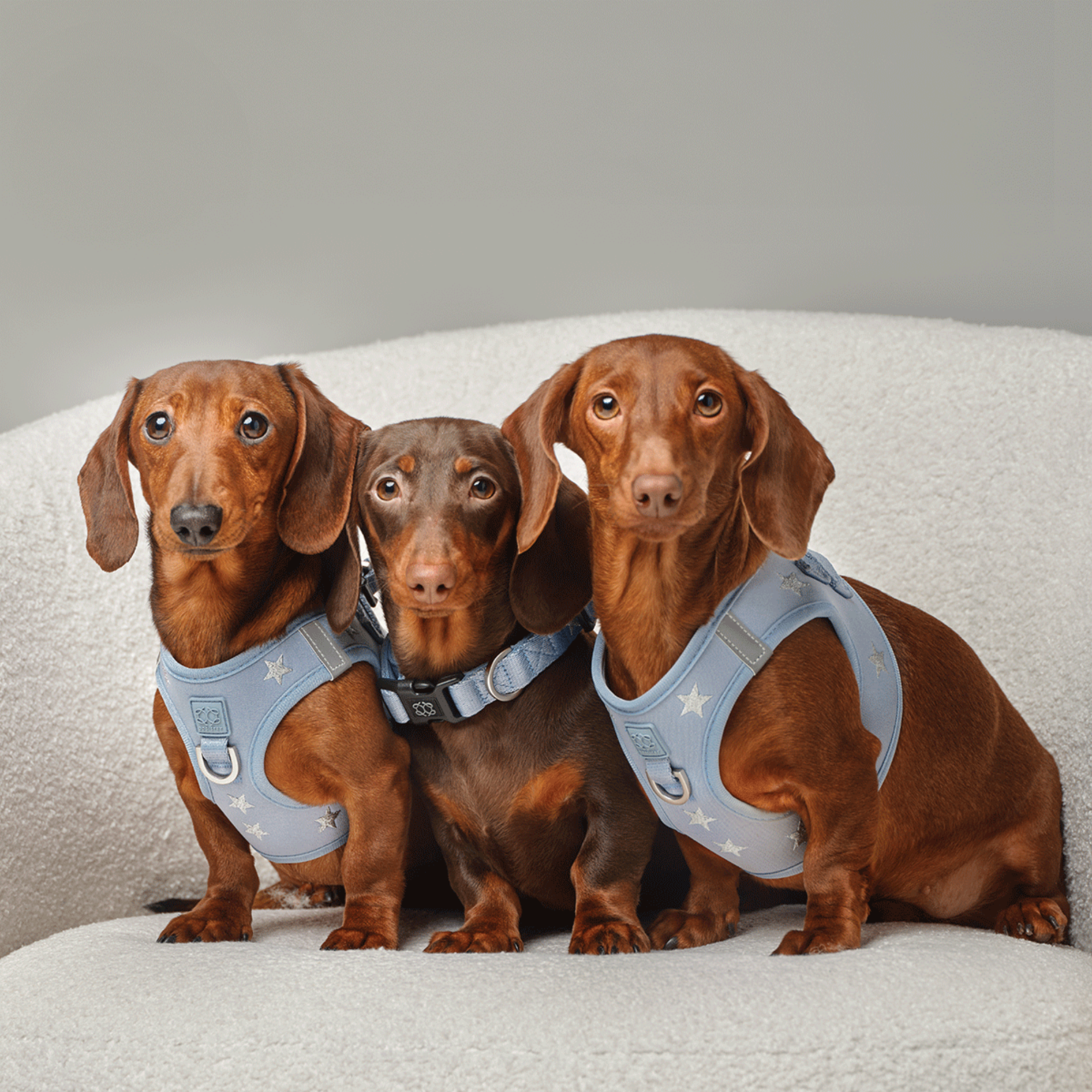 SoHo Dog Harness - Rockstar Hudson - Image 2