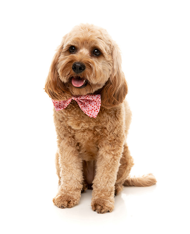 FuzzYard Bowtie Candy Cane - Image 2