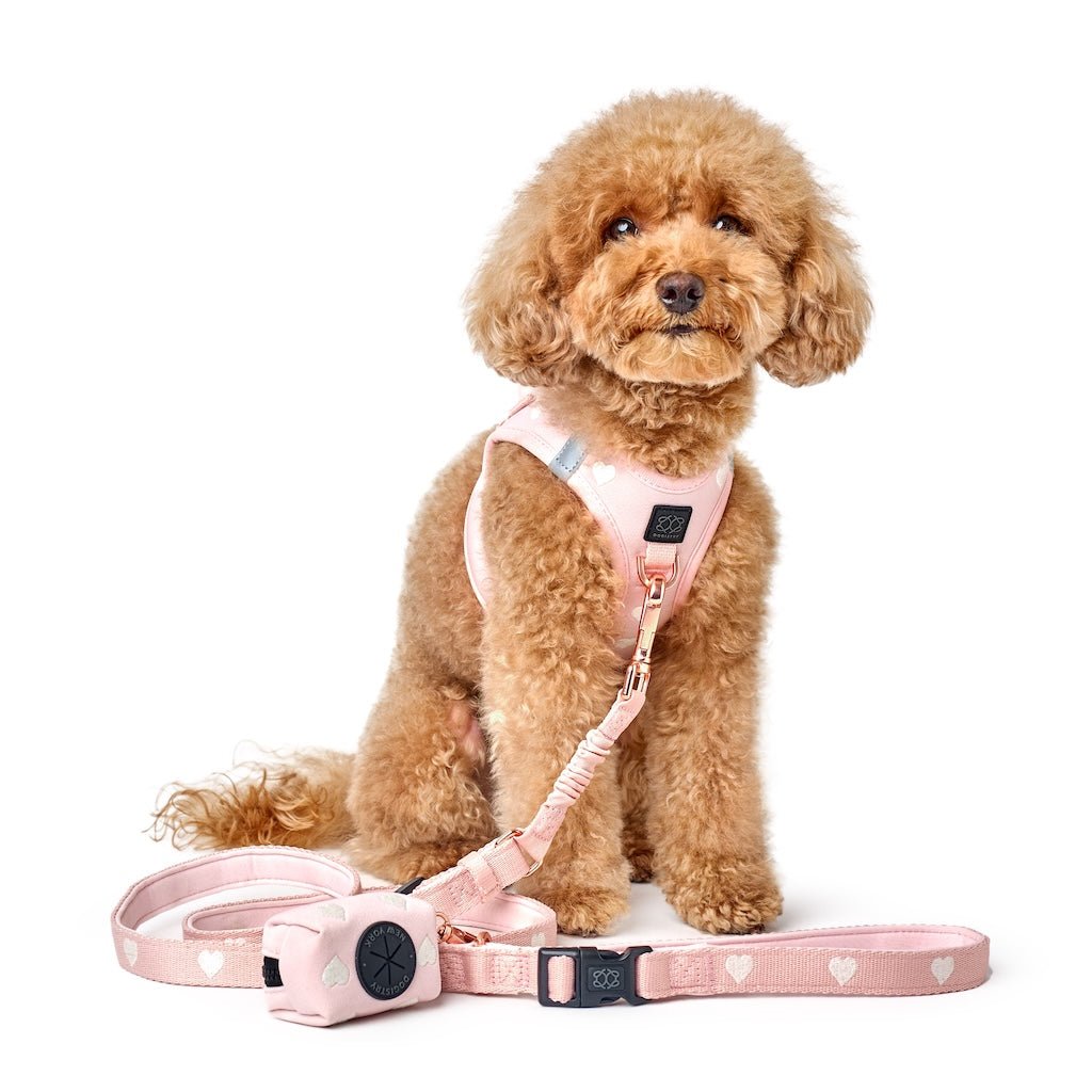 City Leash Set - Sweetheart - Image 5