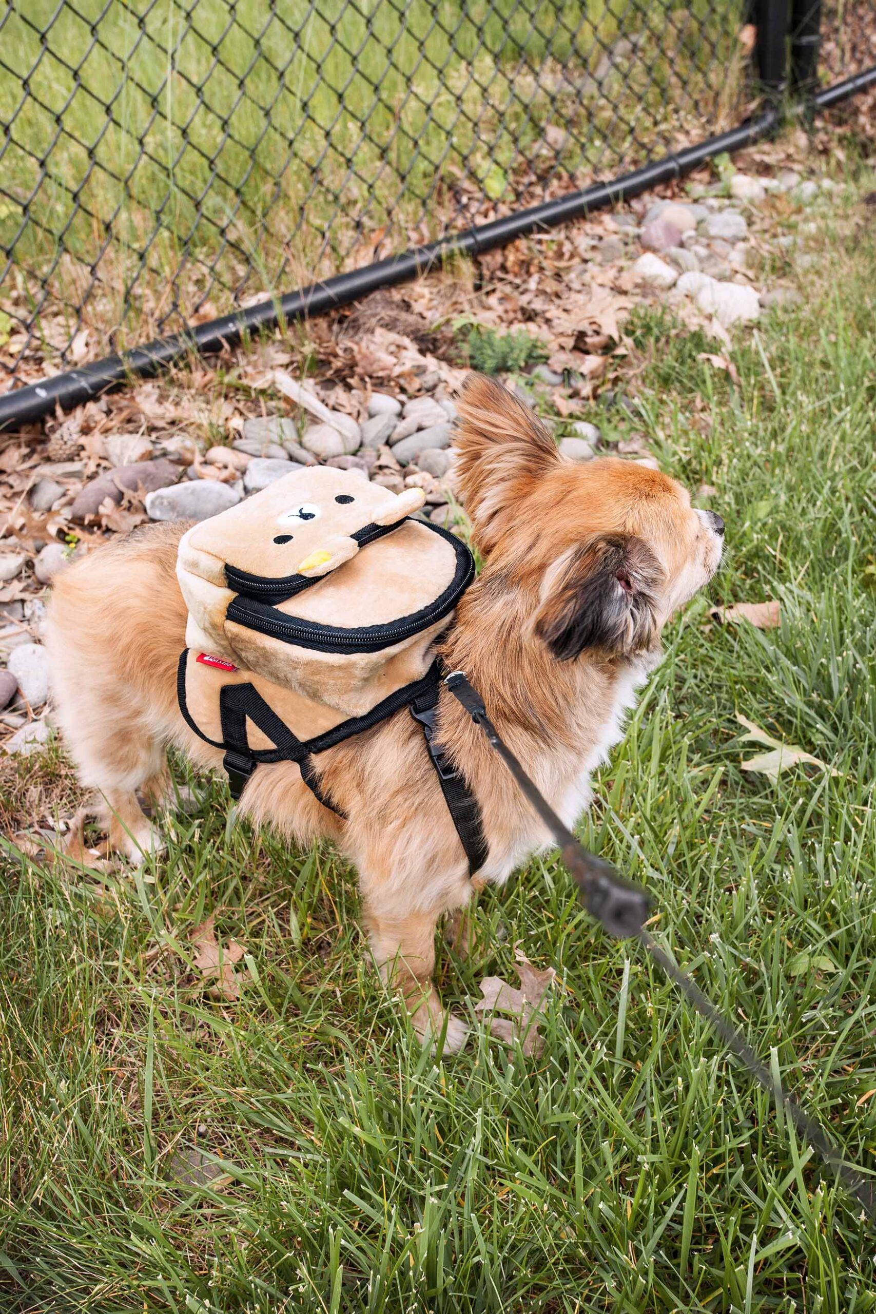 Pet Life ® 'Teddy Tails' Dual-Pocketed Compartmental Animated Dog Harness Backpack