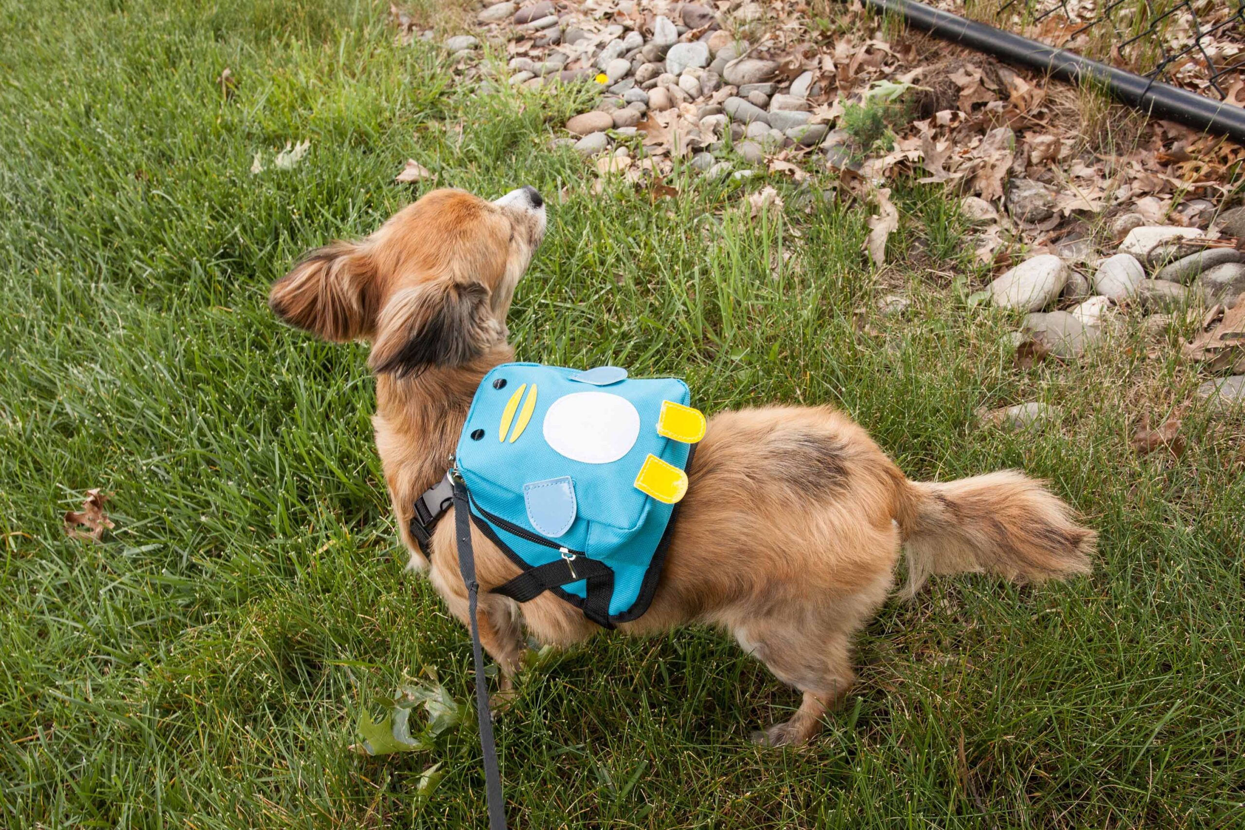 Pet Life ® 'Waggler Hobbler' Large-Pocketed Compartmental Animated Dog Harness Backpack - Image 12
