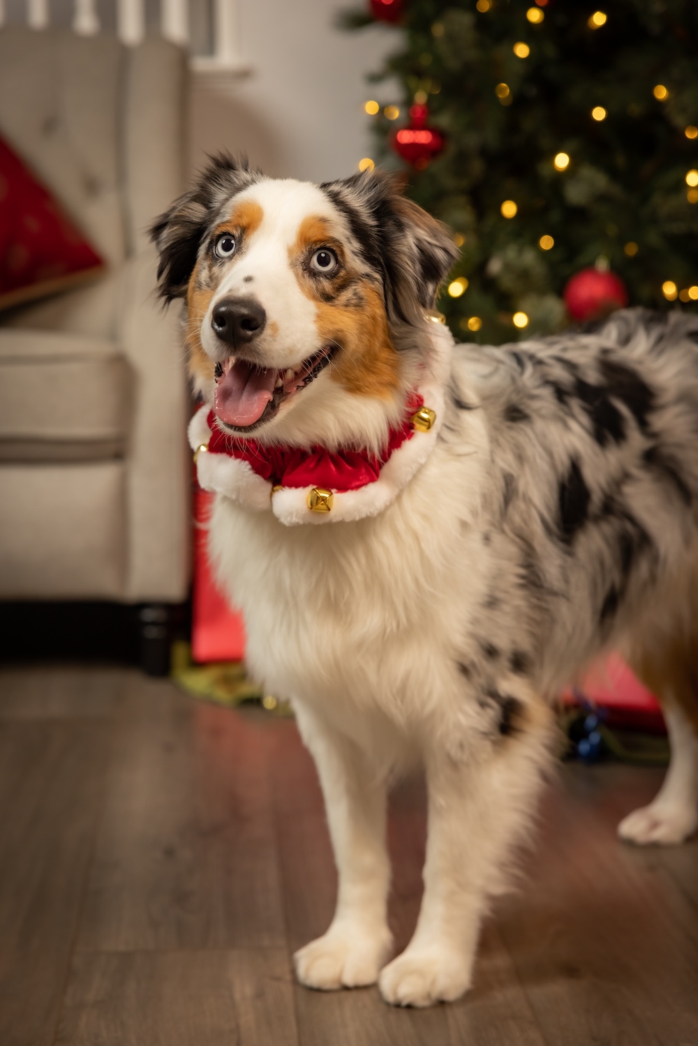 Santa Ruff - Image 3